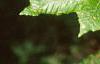 Fagus grandifolia, leaves