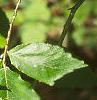 Fagus grandifolia, leaves