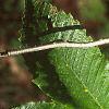 Fagus grandifolia, leaves