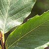 Fagus grandifolia, leaves