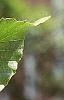 Fagus grandifolia, leaves