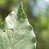 Fagus grandifolia, leaves