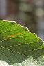 Fagus grandifolia, leaves