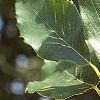Fagus grandifolia, leaves