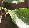 Fagus grandifolia, leaves