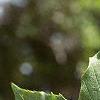 Fagus grandifolia, leaves
