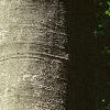 Fagus grandifolia, bark