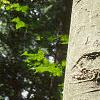 Fagus grandifolia, bark