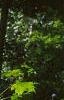 Fagus grandifolia, bark