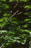 Fagus grandifolia, bark
