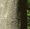 Fagus grandifolia, bark
