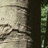 Fagus grandifolia, bark