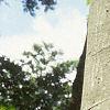 Fagus grandifolia, bark