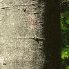 Fagus grandifolia, bark