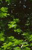 Fagus grandifolia, bark