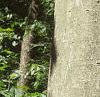 Fagus grandifolia, bark
