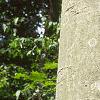 Fagus grandifolia, bark