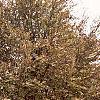 Fagus sylvatica, habit