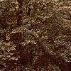Fagus sylvatica, habit