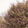 Fagus sylvatica, habit