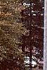 Fagus sylvatica, habit