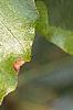 Fagus sylvatica, leaves
