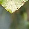 Fagus sylvatica, leaves