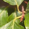 Fagus sylvatica, leaves
