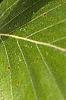 Fagus sylvatica, leaves