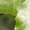 Fagus sylvatica, leaves