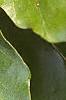 Fagus sylvatica, leaves