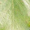 Fagus sylvatica, leaves