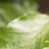 Fagus sylvatica, leaves