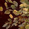Fagus sylvatica, fall color