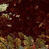 Fagus sylvatica, fall color