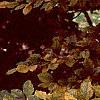 Fagus sylvatica, fall color