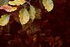 Fagus sylvatica, fall color