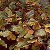 Fagus sylvatica, fall color