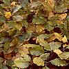 Fagus sylvatica, fall color