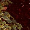 Fagus sylvatica, fall color