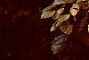 Fagus sylvatica, fall color