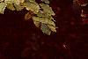 Fagus sylvatica, fall color