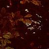 Fagus sylvatica, fall color