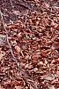 Fagus sylvatica, bark