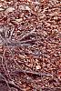 Fagus sylvatica, bark