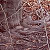 Fagus sylvatica, bark