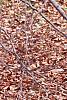 Fagus sylvatica, bark