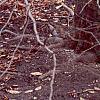 Fagus sylvatica, bark