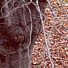 Fagus sylvatica, bark