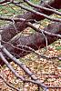 Fagus sylvatica, bark